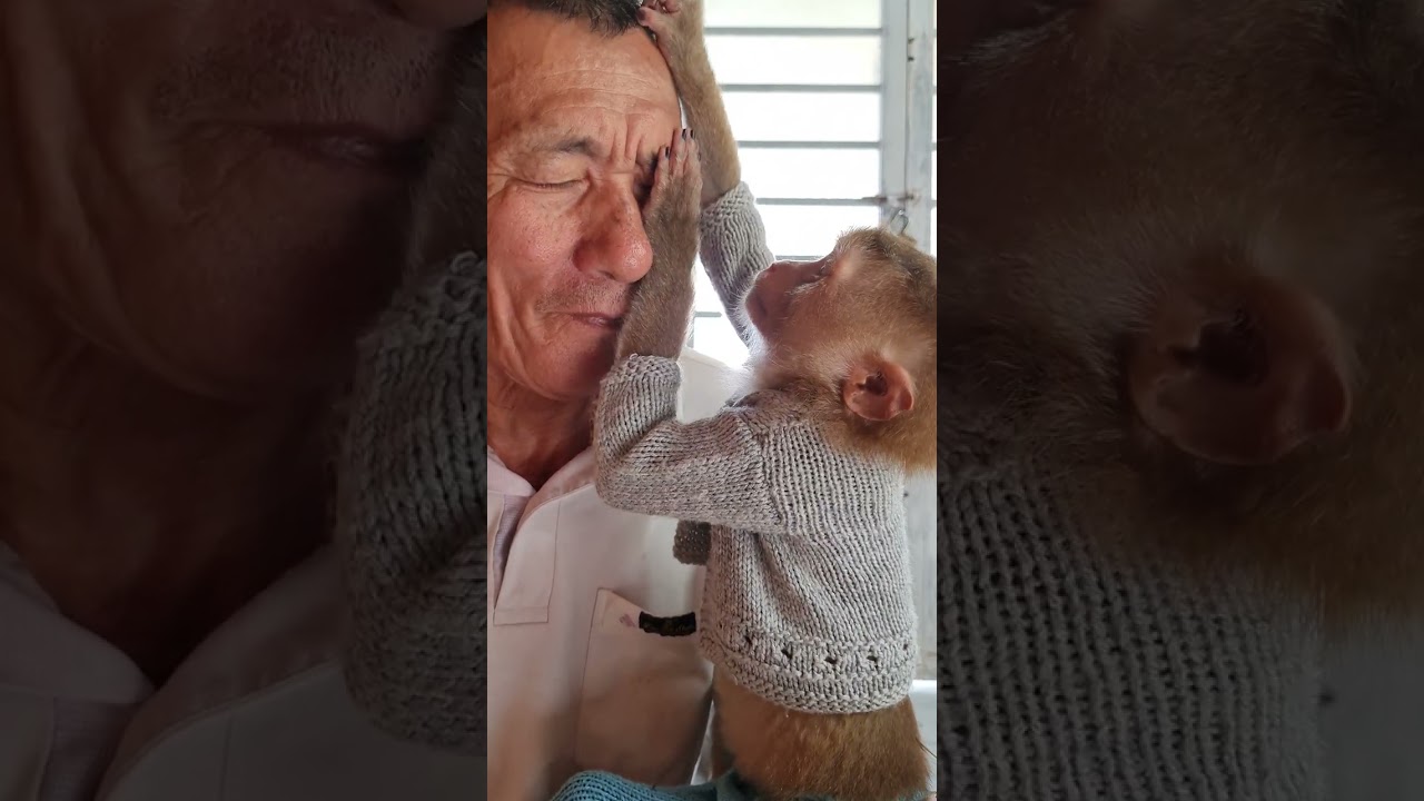 Monkey Asher taking care of grandpa is so cute 