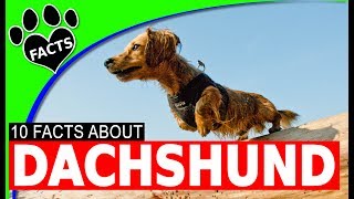 Top 10 Interesting Facts About Dachshunds  Dogs 101