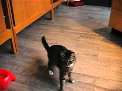 Video: Cerebellaire Degeneratie Bij Katten - Hersenziekte Bij Katten
