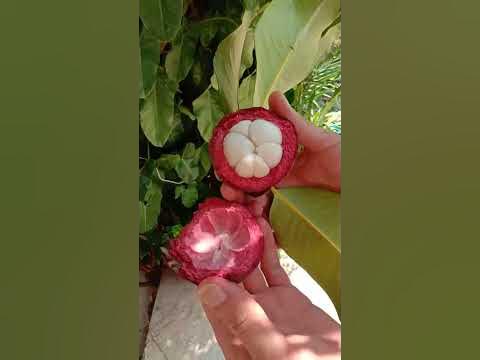 Экзотический фрукт - Мангустин - YouTube
