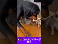 🐶🔥 ロットワイラーが救う|A Rottweiler saves the day #youtubeshorts #cat #funny #animals #catvscat #cute #pets