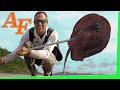 Hunting Octopus with spearing Stingray Catch and Cook ( ikan pari ) EP.408