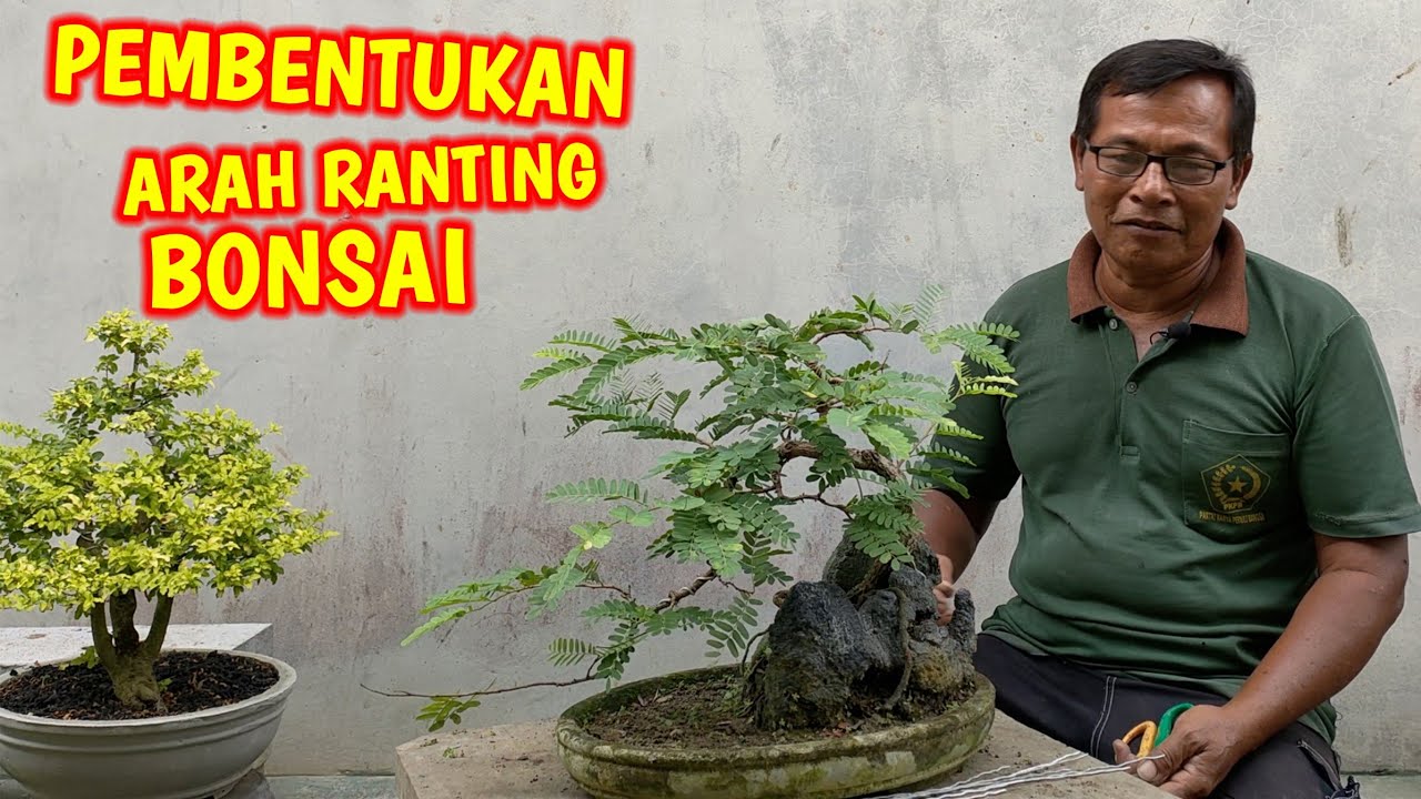 Proses Pembentukan Bonsai Asem Jawa Supaya Berkesan Indah