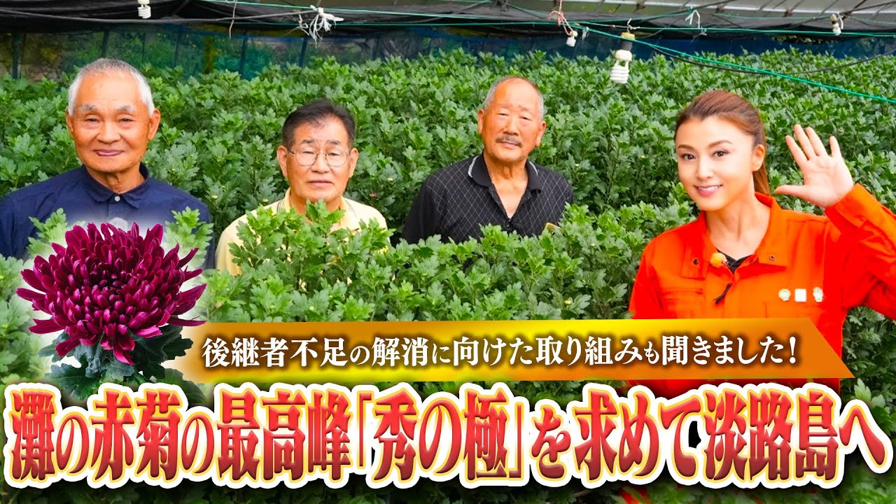 藤原紀香が灘の赤菊の最高峰「秀の極」を求めて淡路島へ
