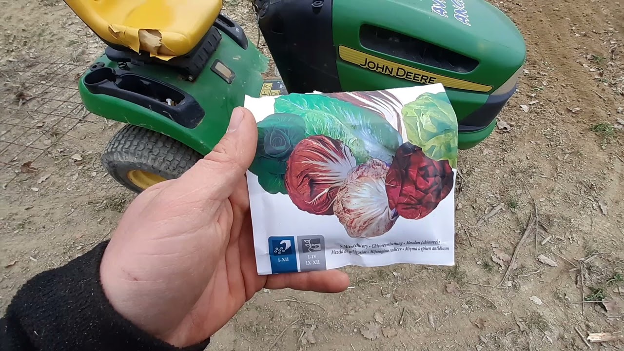 Semina radicchio con tecnica a spaglio...