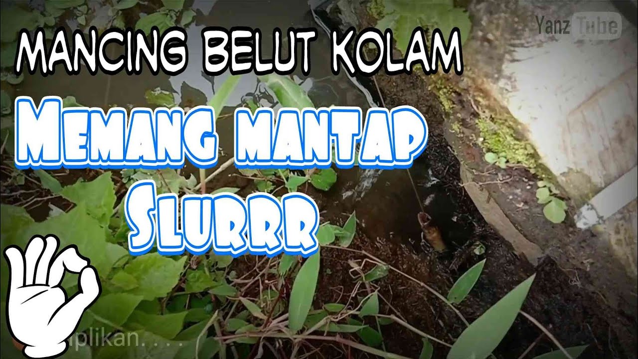 MANCING BELUT di kolam lagi 👌👍MANTAP !!! 