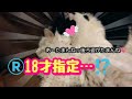 発情交尾行為を抑えられないちょび髭ハチワレ猫はこちらです。#発情#猫