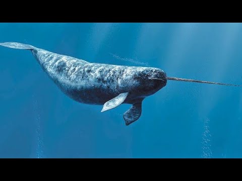 فيديو: ما هي حيوانات كركدن البحر المفترسة؟