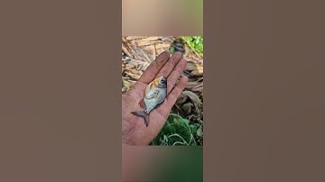 câu cá giải trí #video #cauca #shorts