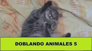 Download Doblando animales 5 Mp3 and Video Doblando animales 5