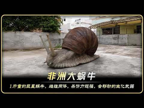 非洲大蜗牛，1斤重，雌雄总体，移动生化武器，别用手碰！