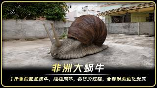 非洲大蜗牛，1斤重，雌雄总体，移动生化武器，别用手碰！