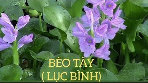 BÈO TÂY (LỤC BÌNH) và những công dụng với sức khỏe sẽ khiến bạn bất ngờ
