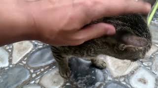 Cat Liking - Petting a Cat in a Dream - (Cat Dreams) cat  catdreams cats