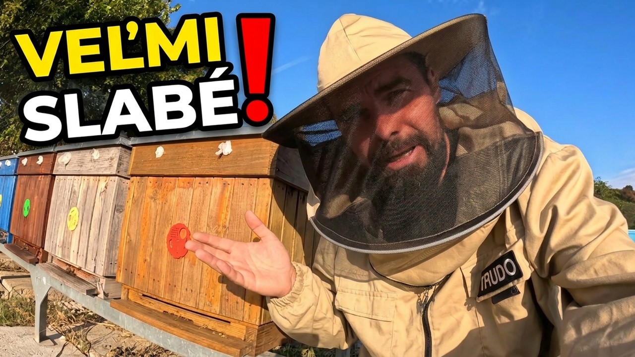 Včely sú zakŕmené. Koľko medu potrebujú včely, aby prežili zimu? 🐝🍯