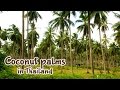 Coconut palms plantations in Thailand / Плантации кокосовых пальм в Таиланде