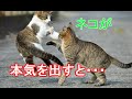 猫の驚異の能力８選 知ると面白い雑学