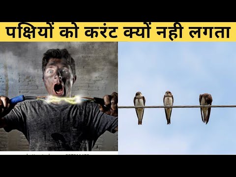 पक्षियों को करंट क्यों नही लगता? | Why Birds don't get shocked on electric power lines? | Hindi |