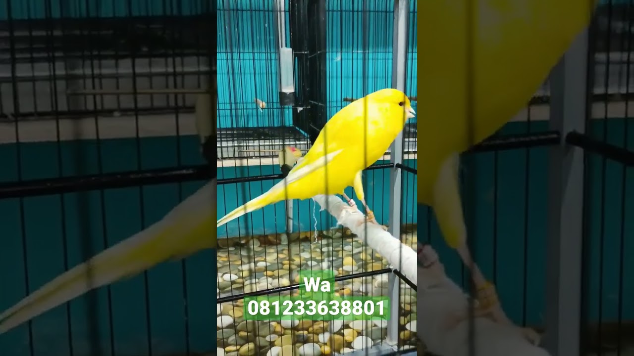 YSL GACOR READY DI SINI GUDANGNYA KENARI SERI F KOTA MALANG JAWA TIMUR KHUSUS LUAR KOTA SIAP KIRIM"