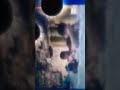 try not to laugh best funny a2 z