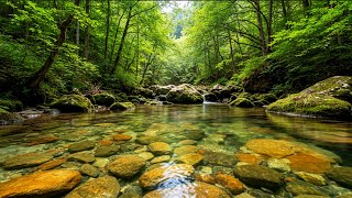 4K Forest Stream - Relaxing River Sounds No Ads, Ultra HD Nature Video - Relax, Sleep, Study #2