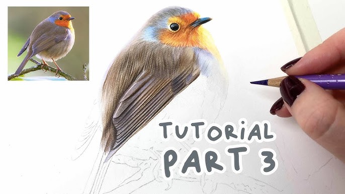 Coloured Pencil Tutorial using Polychromos - A Beautiful Robin on a Fence 