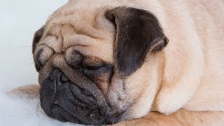 Skin Care for Pugs Diagnosis and Treatment of Common Skin Conditions