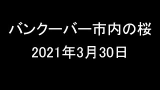 バンクーバー市内の桜 21年3月30日 Youtube バンクーバー市内の桜 21年3月30日 Youtube