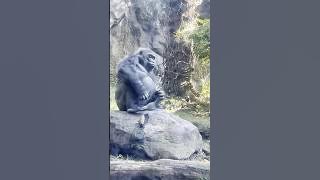 Tax avoidance gorilla #funny #gorilla #monkey