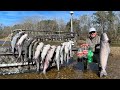 How to Catch Tons of Big Catfish Using *Coke, Sprite and Mr Pib* (Catch & Cook)