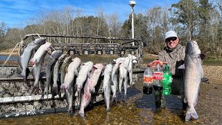 How to Catch Tons of Big Catfish Using *Coke, Sprite and Mr Pib* (Catch \& Cook)