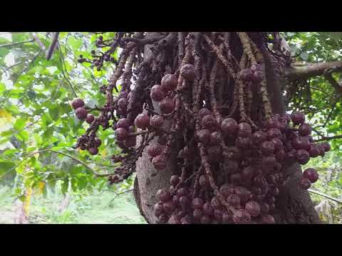 FIG/ TIBIG TREE