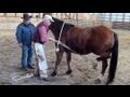 Horseshoeing School - Shoe-Tru's Fred Zweifel shows how to tie up a horses leg