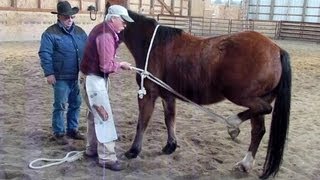 Horseshoeing School  ShoeTru's Fred Zweifel shows how to tie up a horses leg