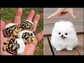 Cute baby animals Videos Compilation cute moment of the animals - Cutest Animals #27