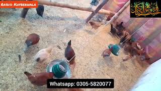 Golden Misri Farm Vlog | Sick Hens Care & Cure | Aseel Hens for Sale | How to Start Chicken Farm