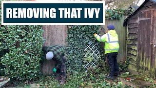 Removing English IVY From a Yard Fence Panel | Winter Lawn Care Clear Out