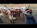 Rugged Cross Touche Longhorn Cow
