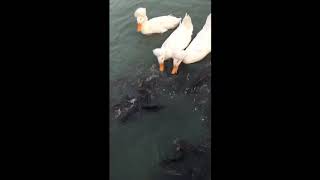 Ducks & catfish