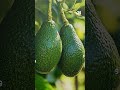 الدنماركيون يوقعون عريضة لشراء كاليفورنيا الدنماركيون يوقعون عريضة لشراء كاليفورنيا