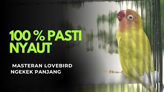 Masteran Lovebird ngekek panjang