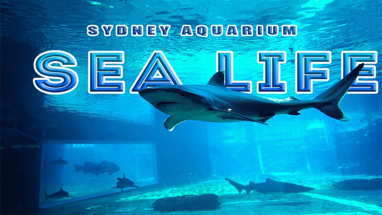 SEA LIFE Aquarium Sydney, Australia 2021 | underwater journey