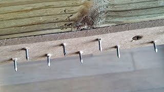 Nailed Carpet Grippers For Tufting Frames, sold per 1.50 meter