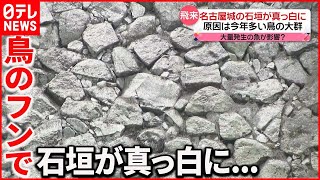 【名古屋城】石垣が真っ白に…  大群が飛来する理由は“近くの川”に？
