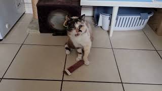 Senior cat being playful by Cookie the Calico 22,155 views 2 years ago 38 seconds