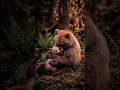 Happy Birthday Mom 🎂 I love you ❤️ #bear #grizzlybear #mommabear #bearcub #mom