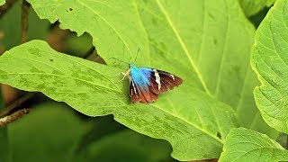 The Two barred Flasher - A beautiful Skipper Butterfly