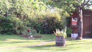 MCPX 3D in the garden