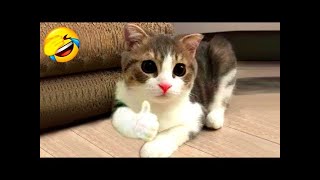 Funniest animals 2024 🐱 |Best cats and dogs videos