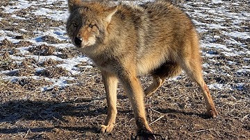 Checking The Trapline ... Trapping Indiana Coyotes 1/16/22